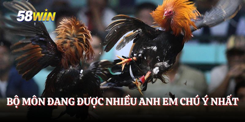 Bộ môn đang được nhiều anh em chú ý nhất