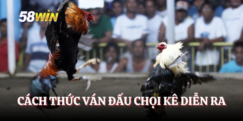 Cách thức ván đấu chọi kê diễn ra