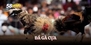 Đá Gà Cựa - Điểm Đến Trải Nghiệm Siêu Đỉnh Của 58WIN