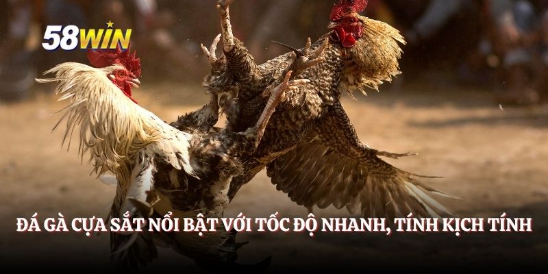 Đá gà cựa sắt nổi bật với tốc độ nhanh, tính kịch tính