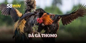 Đá Gà Thomo – Trận Đấu Hấp Dẫn, Kịch Tính Từng Giây
