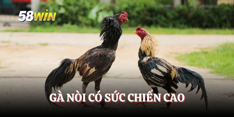 Gà nòi có sức chiến cao