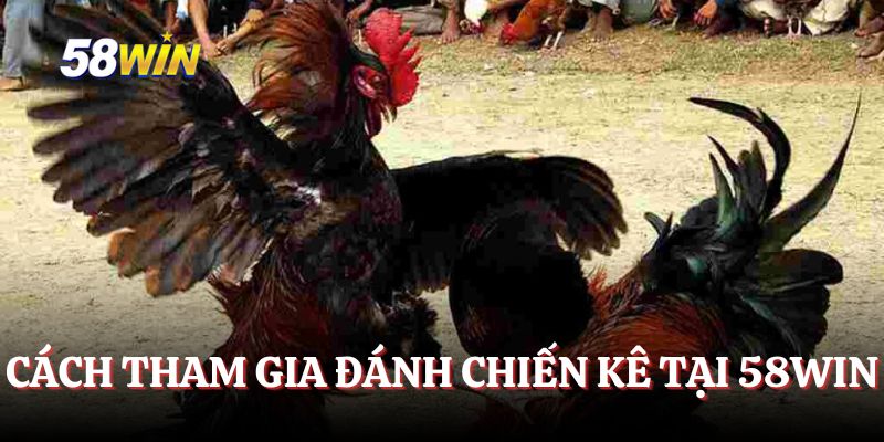Khám phá cách tham gia đánh chiến kê
