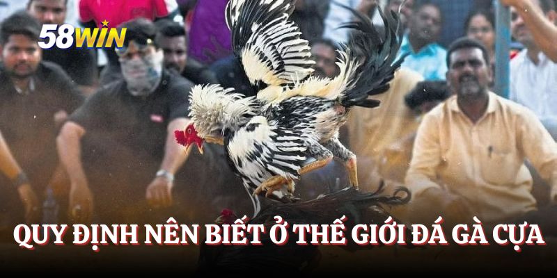 Quy định nên biết ở thế giới đá gà cựa