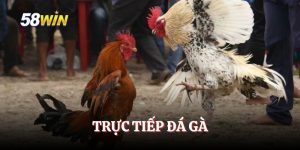 Trực Tiếp Đá Gà - Tổng Hợp Mọi Kinh Nghiệm Đỉnh Cao Tại 58WIN