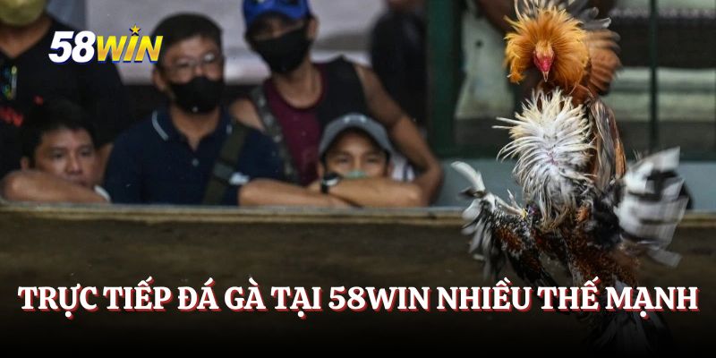 Trực tiếp đá gà sở hữu rất nhiều thế mạnh